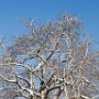 Winter auf den Falkenäckern bei Muggensturm. Aufgenommen mit einder EOS 5D und einem EF 50 1:1.8 II
