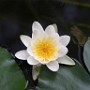 Seerose in unserem Teich, aufgenommen mit einer Canon 10D DSLR und einem Canon EF 50mm 1,8 II Festbrennweitenobjektiv.